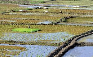 واردات بی‌رویه برنج