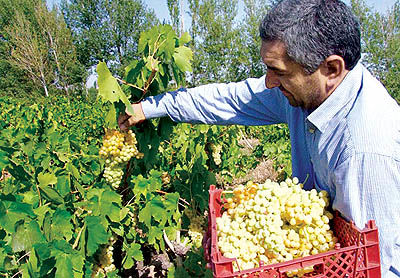 بیمه فراگیر محصولات کشاورزی آغاز می‌شود