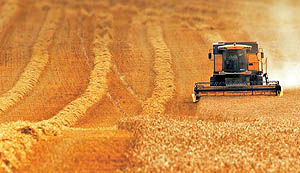 بحران جهانی غذا و کشاورزی