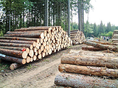 قانون ممنوعیت قطع درختان جنگل