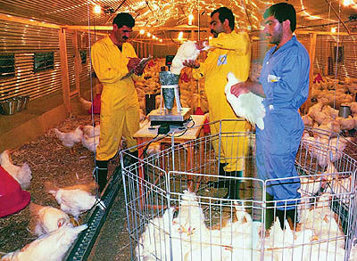 معمای مرغ و تخم‌مرغ در ایران
