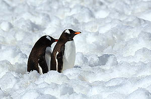 راز تخم‌گذاری پنگوئن‌های جنتو