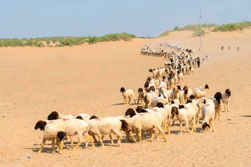 خاطره تهیه‌کننده «سفیر» از قاب‌بندی حرفه‌ای یک چوپان