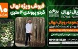 فروش ویژه نهال گردو پیوندی ۳ ساله ۴ متری فقط ۱۸۰ هزار تومان