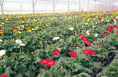صادرات گل و گیاه استان با مشکلات اداری روبه‌رو ‌است