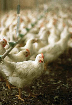 اعتراض به واردات مرغ‌ خارجی