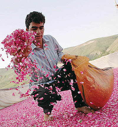 گل محمدی، گران‌ترین اسانس دنیا