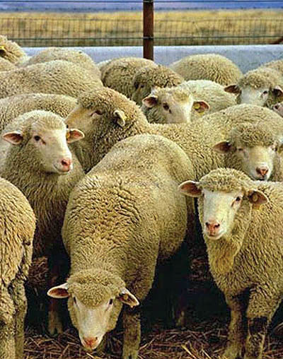 صادرات گوسفند، گرانی می‌آورد