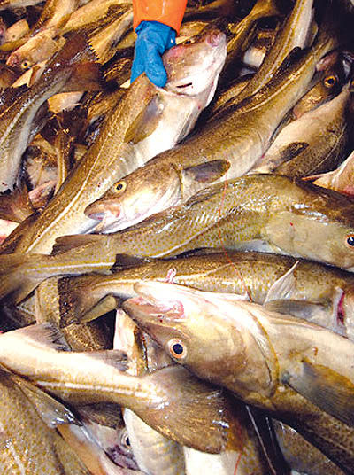 صادرات ماهی با کامیون روباز