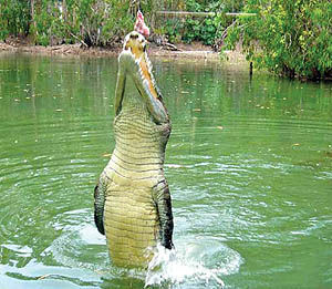 جراحی یک تمساح به دلیل بلعیدن تلفن همراه