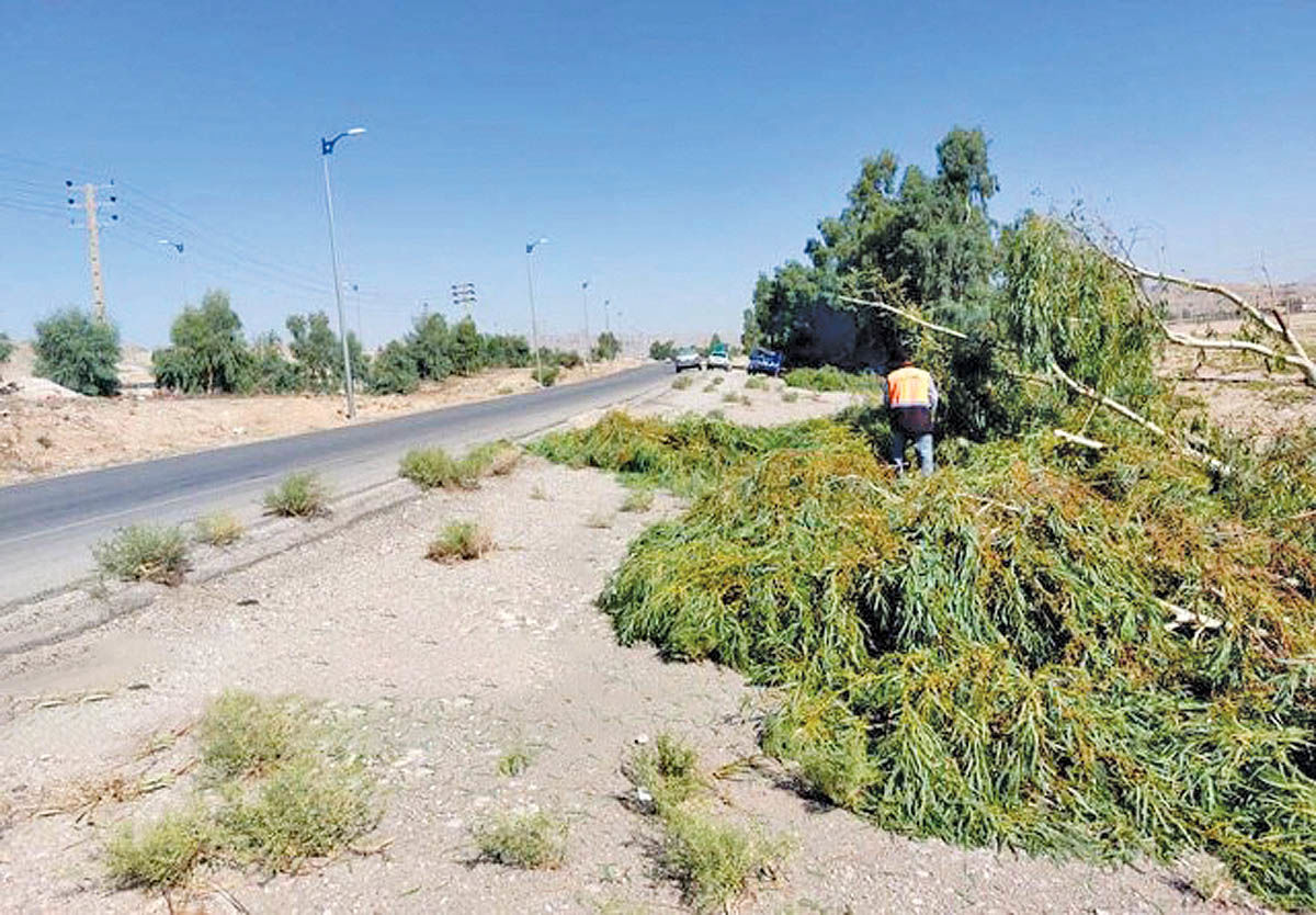 افزایش چشمگیر سقوط درختان نسبت به سال گذشته در اصفهان