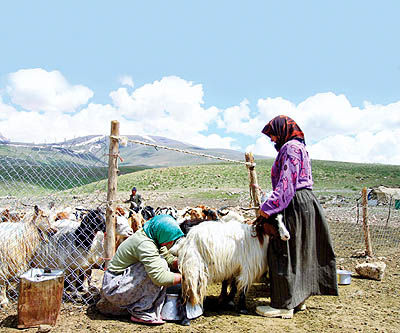 کوچ به ییلاق در ارتفاعات تهران - ۵ مرداد ۹۱