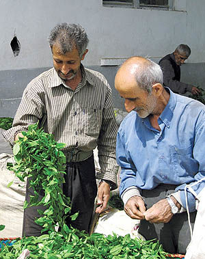 لیست مشکلات چایکاران شمال