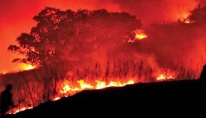آتش به جان پارک ملی گلستان؛ 6 بار در 2ماه