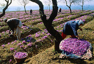 ضرورت حمایت از زعفران ایرانی