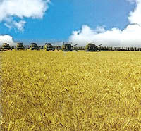 ۴۴هزار تن گندم از کشاورزان خریداری شد