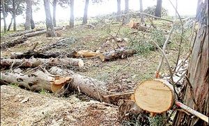 خیر عمومی کاهش عوارض قطع درخت چیست؟