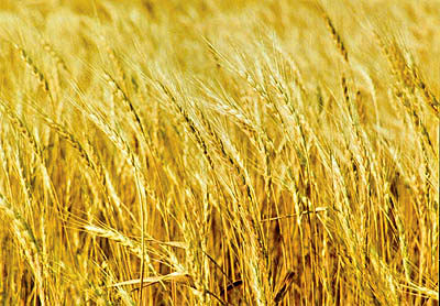 انتشار ۲۶۵۰ میلیارد تومان اوراق سلف گندم در بورس کالای ایران