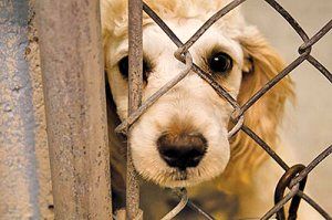 پیش‌نویس قانون حمایت از حیوانات خانگی درحال تدوین است