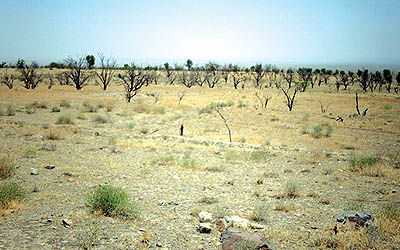 چاره‌اندیشی برای رفع خشکسالی