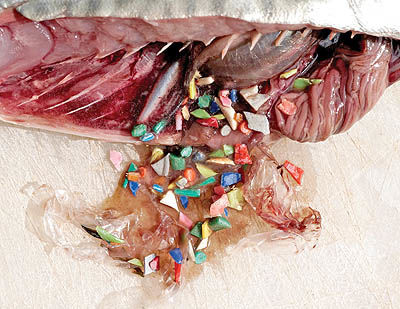 زباله‌های پلاستیکی قاتل خاموش ماهیان در اقیانوس‌ها
