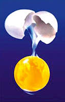 مصرف بیش از حد تخم‌مرغ احتمال ایجاد سنگ‌های صفراوی را افزایش می‌دهد