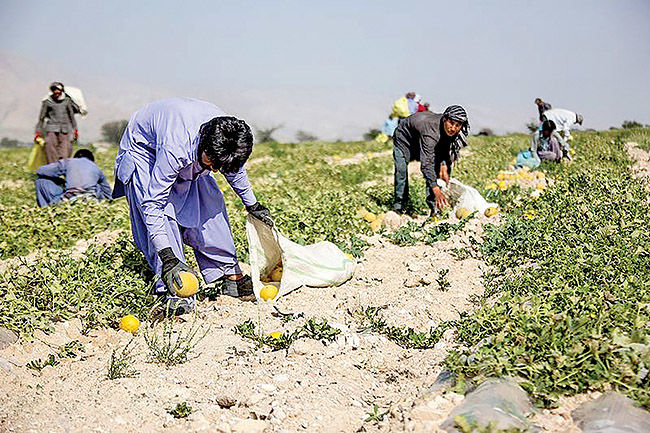 هرمزگان، قطب گیاهان دارویی می‌شود