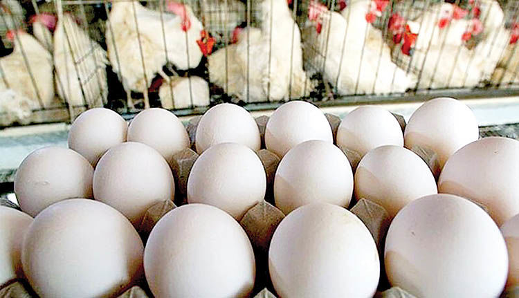 وضعیت تولید مرغ و تخم مرغ