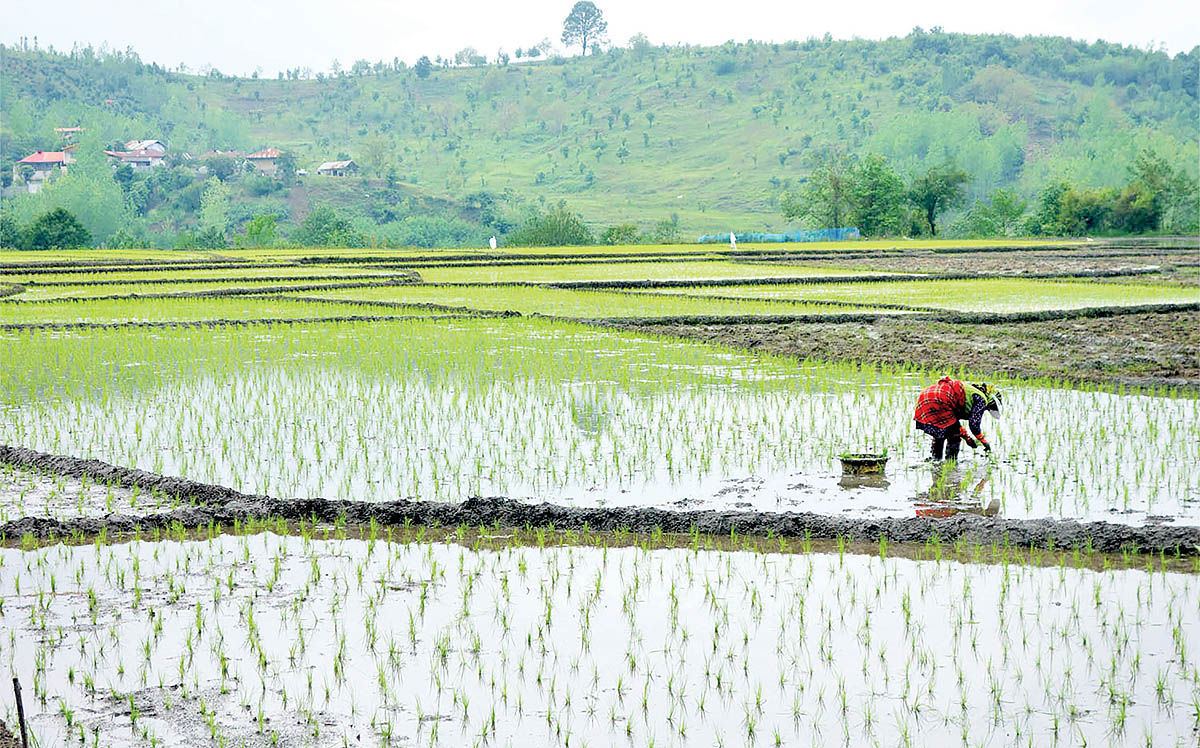 چشم‌انداز تولید و قیمت برنج