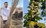 نهال‌های بادام دیمی: یک فرصت سرمایه‌گذاری در مناطق کم آب و خشک