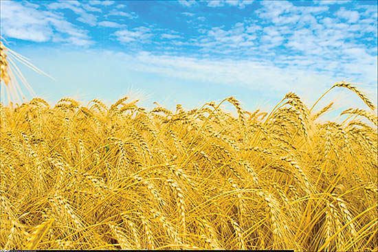 ورود گندم به شبکه قاچاق آرد