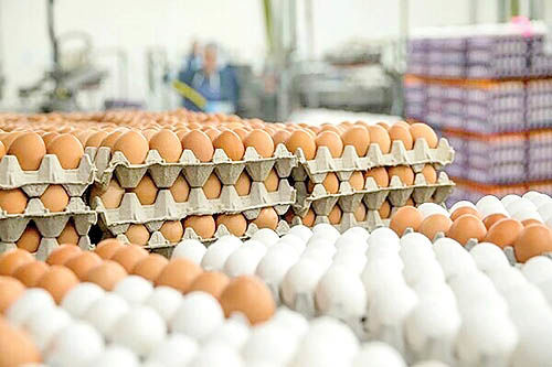 بازار تخم‌مرغ به تعادل رسید