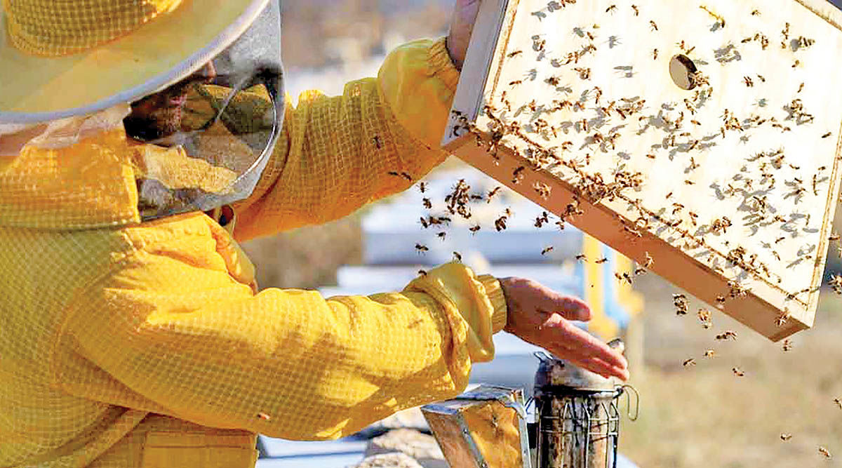 زنبورداران چشم انتظار تعیین نرخ شکر 