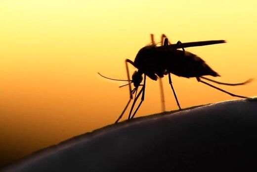 پشه‌ها کدام گروه خونی را بیشتر نیش می‌زنند؟/کشف عجیب دانشمندان