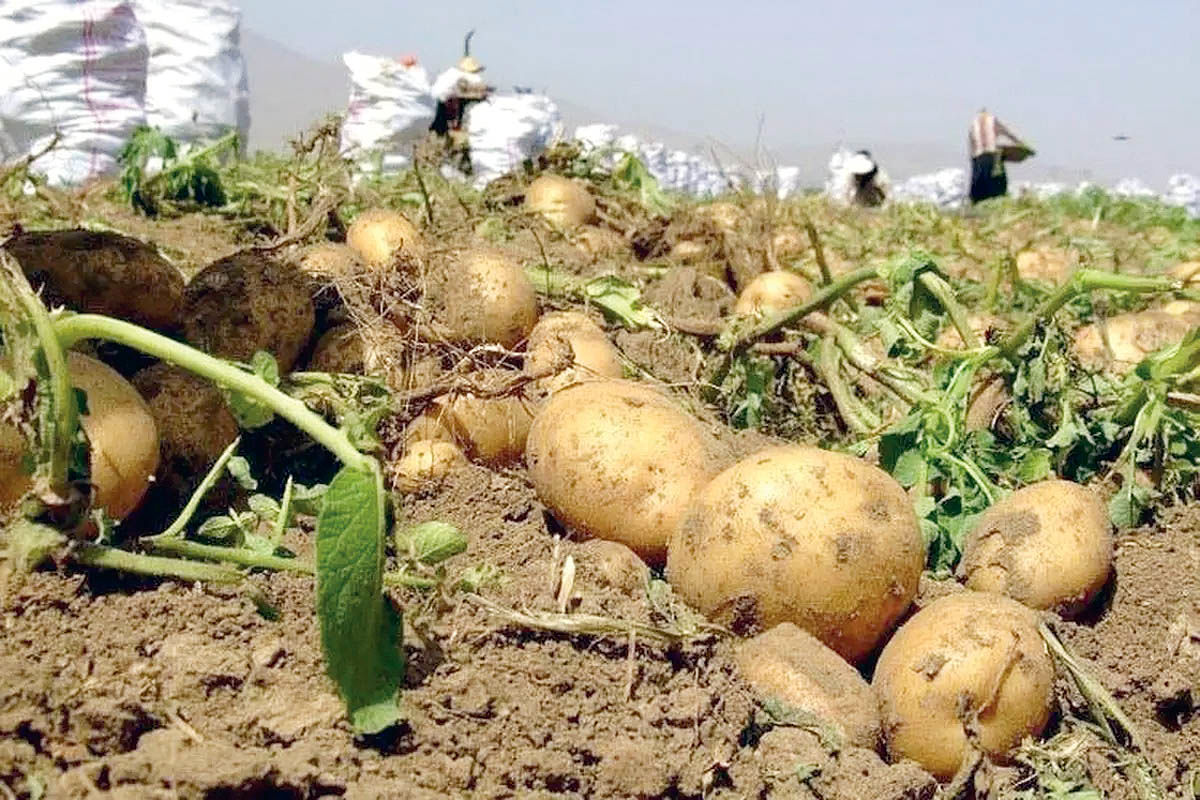 سیب‌زمینی‌ها