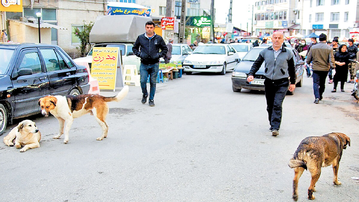 تاوان غذارسانی به سگ‏‏‌ها