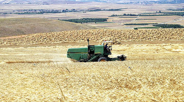 ضرورت بازنگری در قیمت گندم