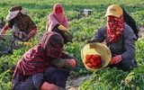 بهره‌وری؛ اولویت کشاورزی هرمزگان 