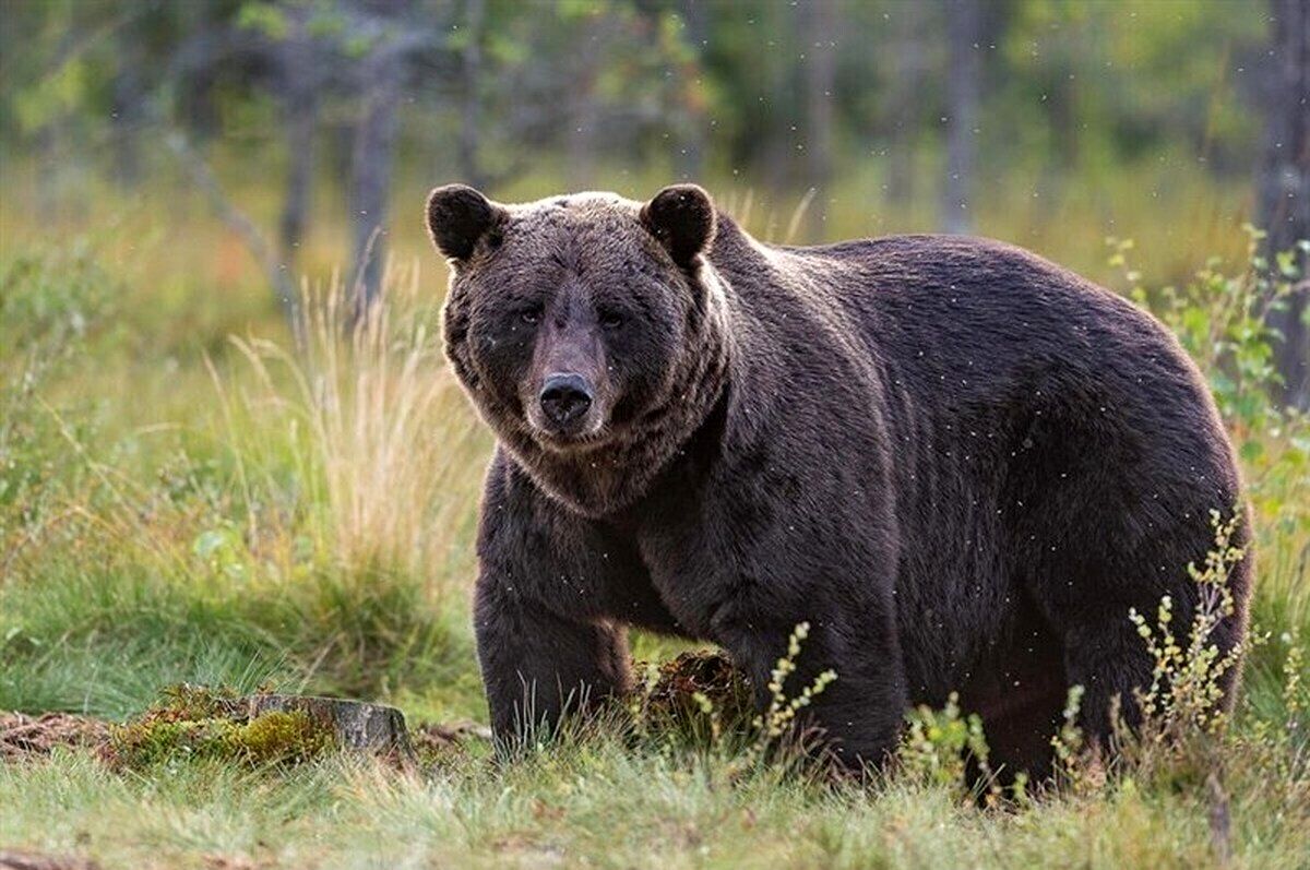 حمله هولناک خرس به 3 زن و یک مرد در میانه‌
