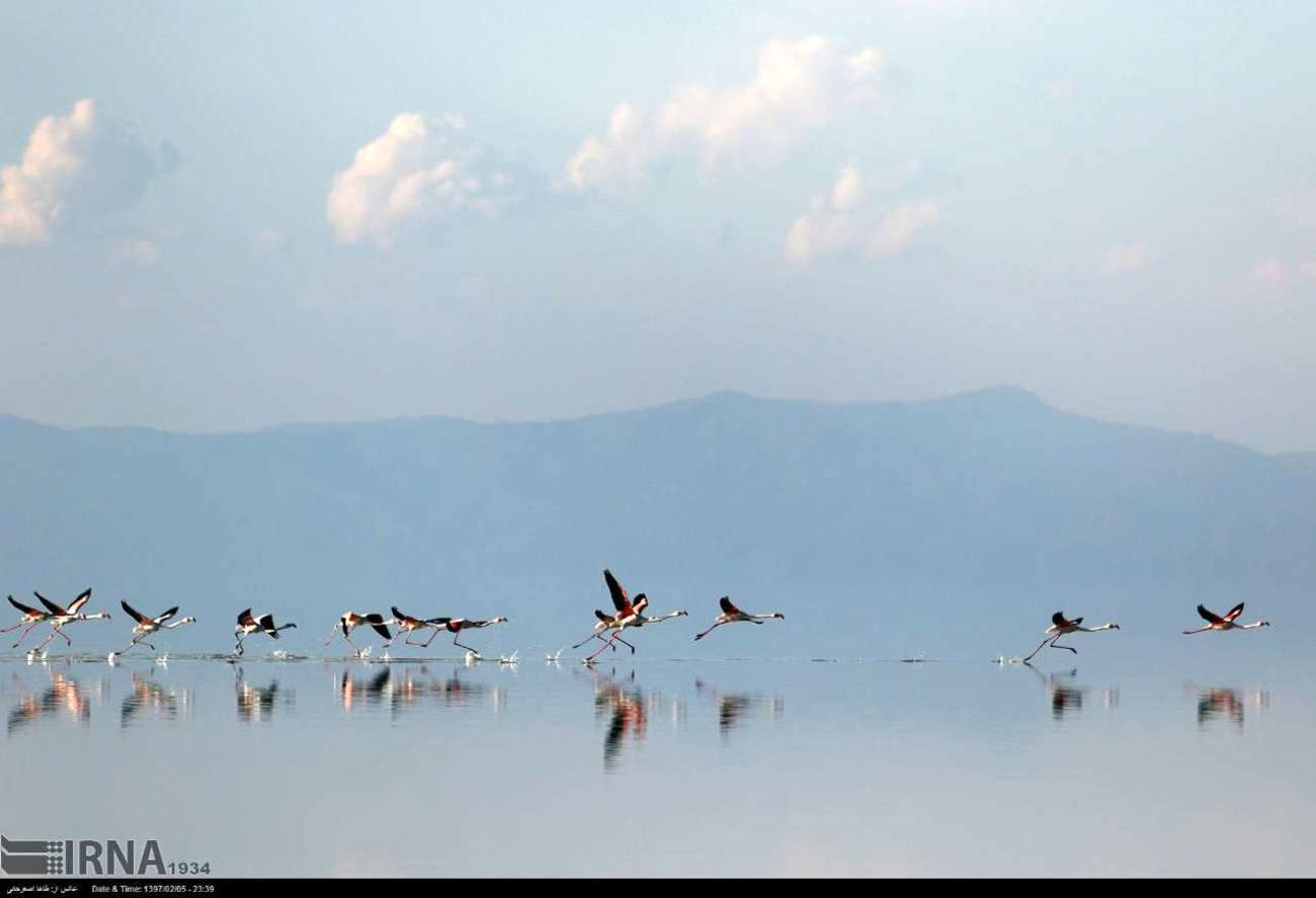 بازگشت زندگی به دریاچه ارومیه + فیلم