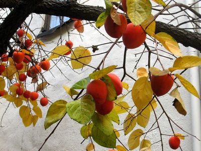 خواص خرمالو برای سلامتی قلب 