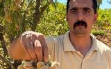 طرح حمایت جهادکشاورزی برای کشت بادام در ایران فقط با 29 هزار تومان در نهالستان سالم نهال