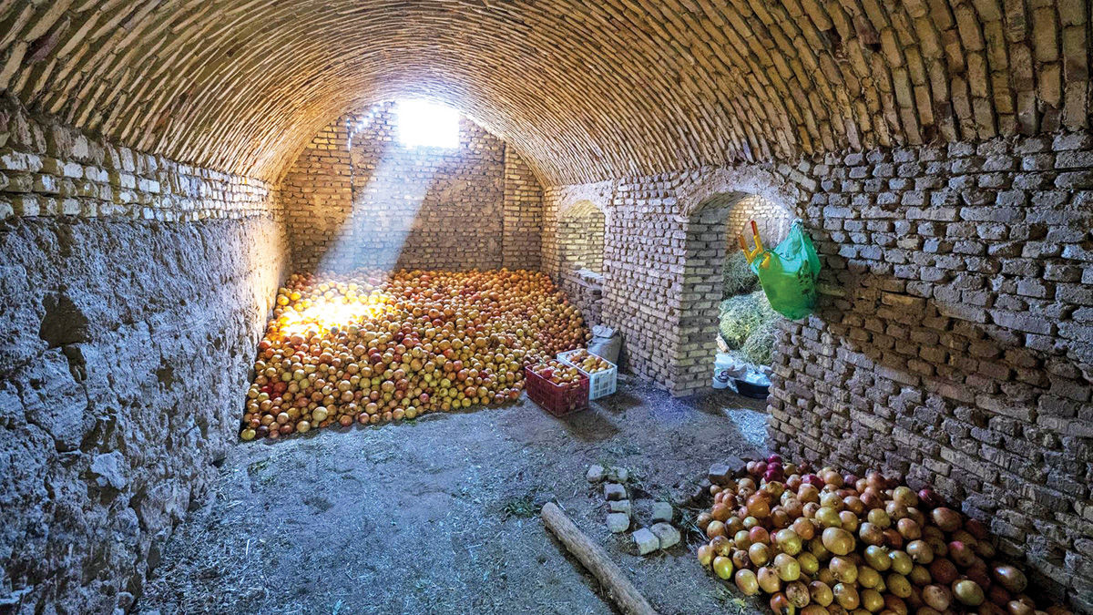 برداشت انار از باغ‌های یزد