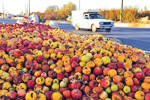 آذربایجان‌غربی؛ قطب تولید و صادرات سیب