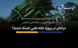 درختان در پروسه جابه‌جایی خشک شدند!