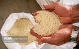 قیمت برنج امروز پنجشنبه اول آبان ۱۴۰۴ در بازار جهانی