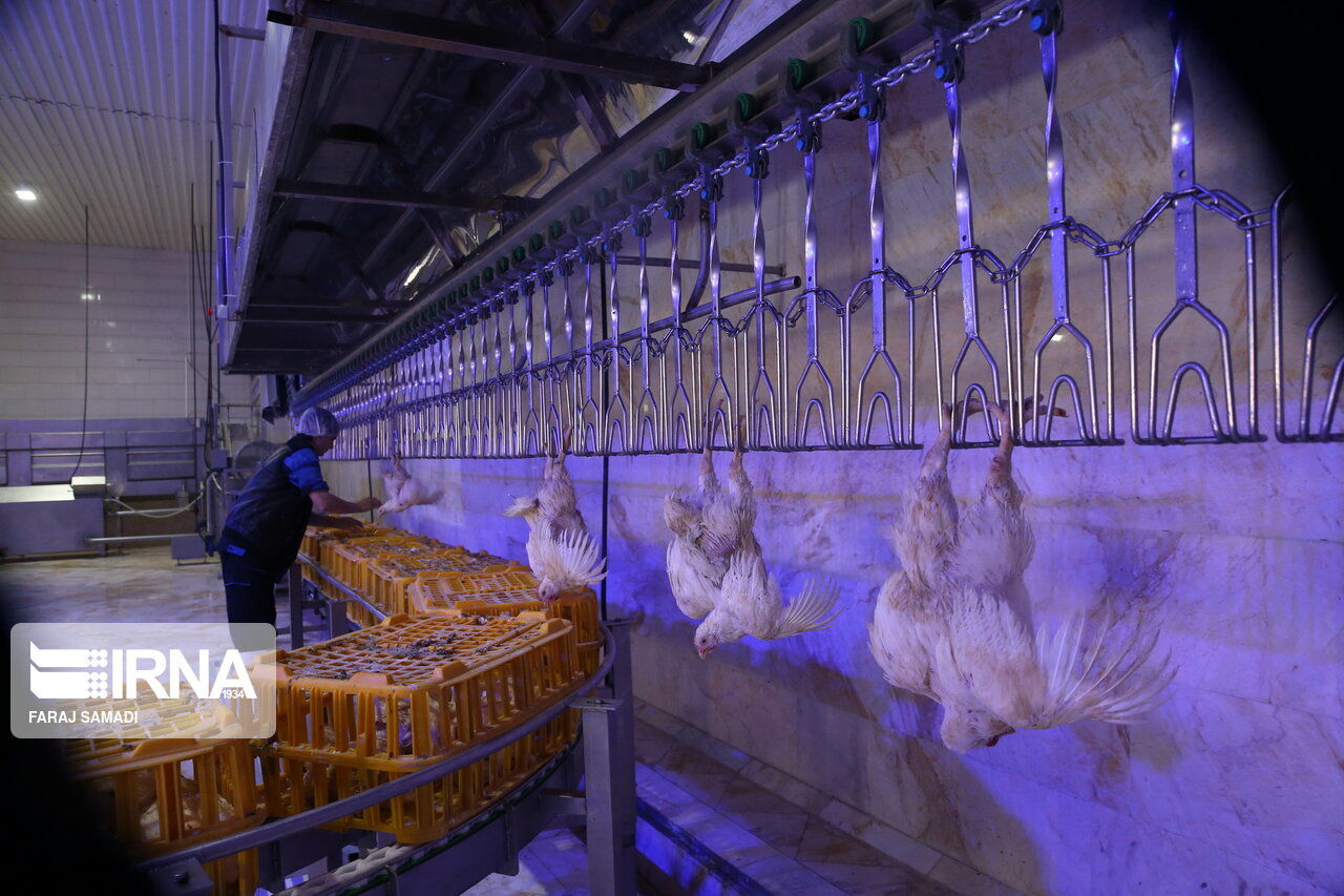 ابلاغ ممنوعیت صادرات گوشت مرغ به کلیه گمرکات