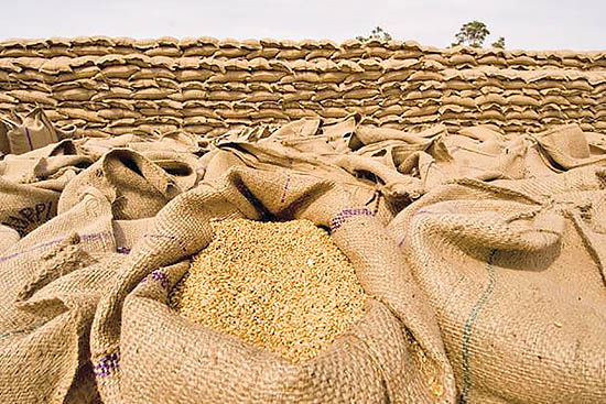 پیش‌بینی برداشت ۷۰۰ هزار تن گندم در استان همدان‌