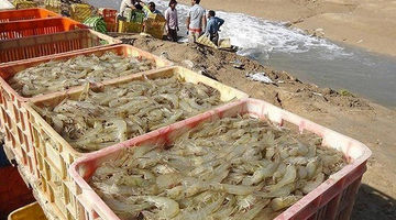  نقشه توسعه صنعت میگو