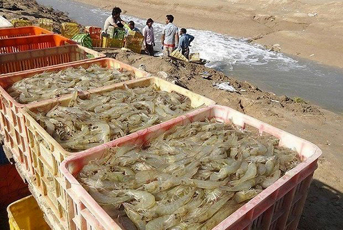  نقشه توسعه صنعت میگو